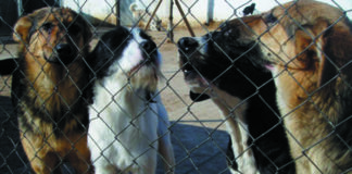 Detienen a cuatro perros por exhibicionismo al bailar a la jota, jota y enseñar los huevos